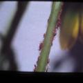 IMG_0099
