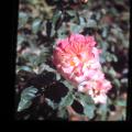 IMG_0090