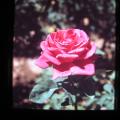 IMG_0091
