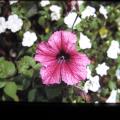 IMG_0021